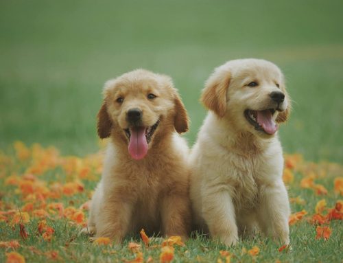Focal Maritime Services awarded certification to transport live animals by airfreight